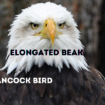 Hancock Bird