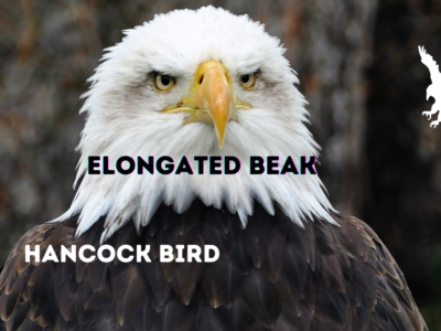 Hancock Bird