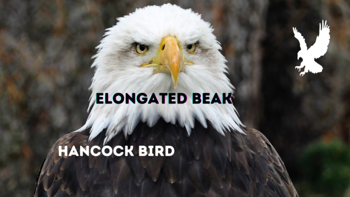 Hancock Bird