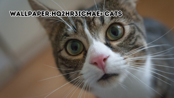 Wallpaper:hq2hr3icmae= cats