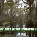 Swampy Area in The Southern US NYT