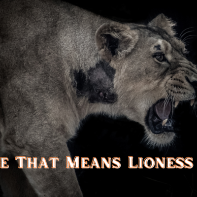 Name That Means Lioness NYT