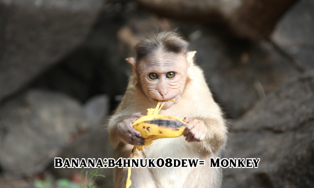 Banana:b4hnuk08dew= Monkey