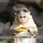 Banana:b4hnuk08dew= Monkey