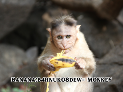 Banana:b4hnuk08dew= Monkey