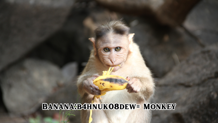 Banana:b4hnuk08dew= Monkey