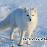 Cute:vckxjxf4zh0= fox