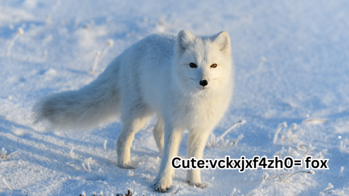 Cute:vckxjxf4zh0= fox