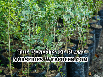 The Benefits of Plant Nurseries Webfreen.com