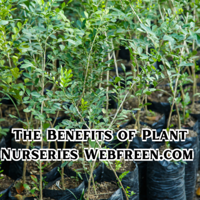 The Benefits of Plant Nurseries Webfreen.com