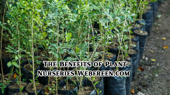 The Benefits of Plant Nurseries Webfreen.com