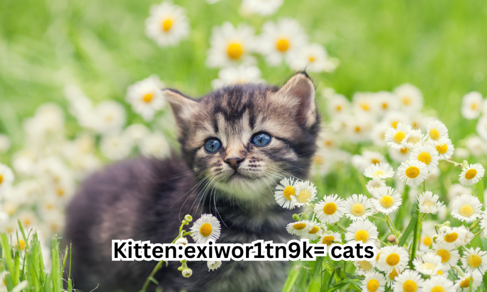 Kitten:exiwor1tn9k=cats