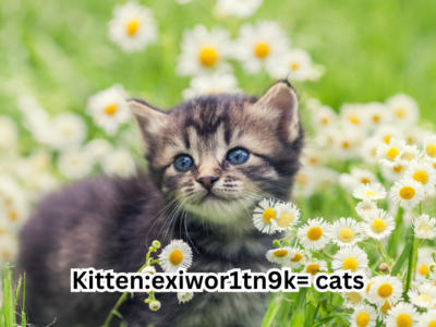 Kitten:exiwor1tn9k=cats