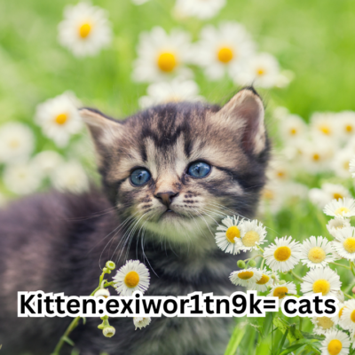 Kitten:exiwor1tn9k=cats