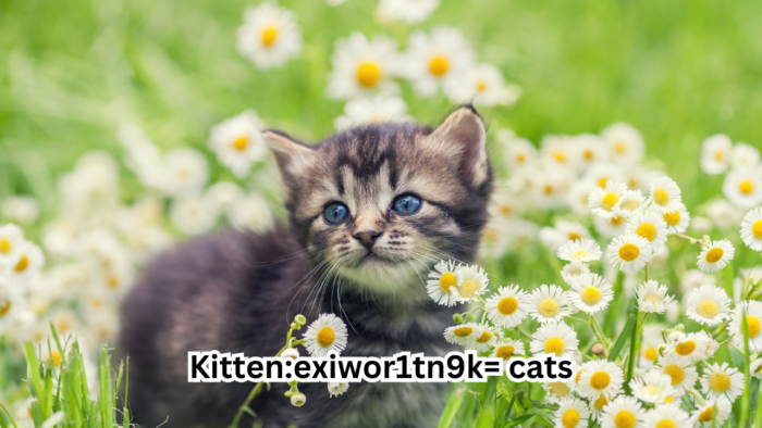 Kitten:exiwor1tn9k=cats