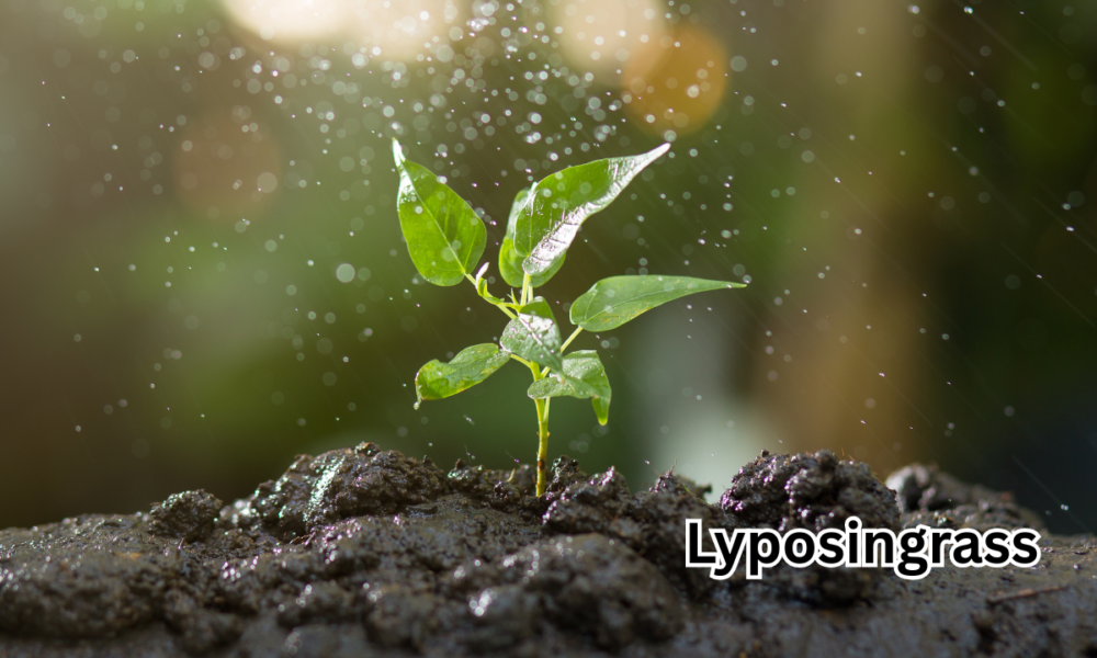 Lyposingrass