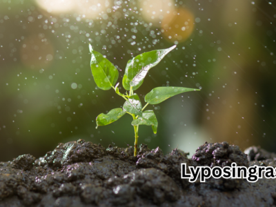 Lyposingrass
