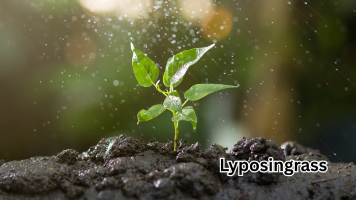 Lyposingrass