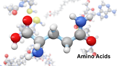 Amino Acids